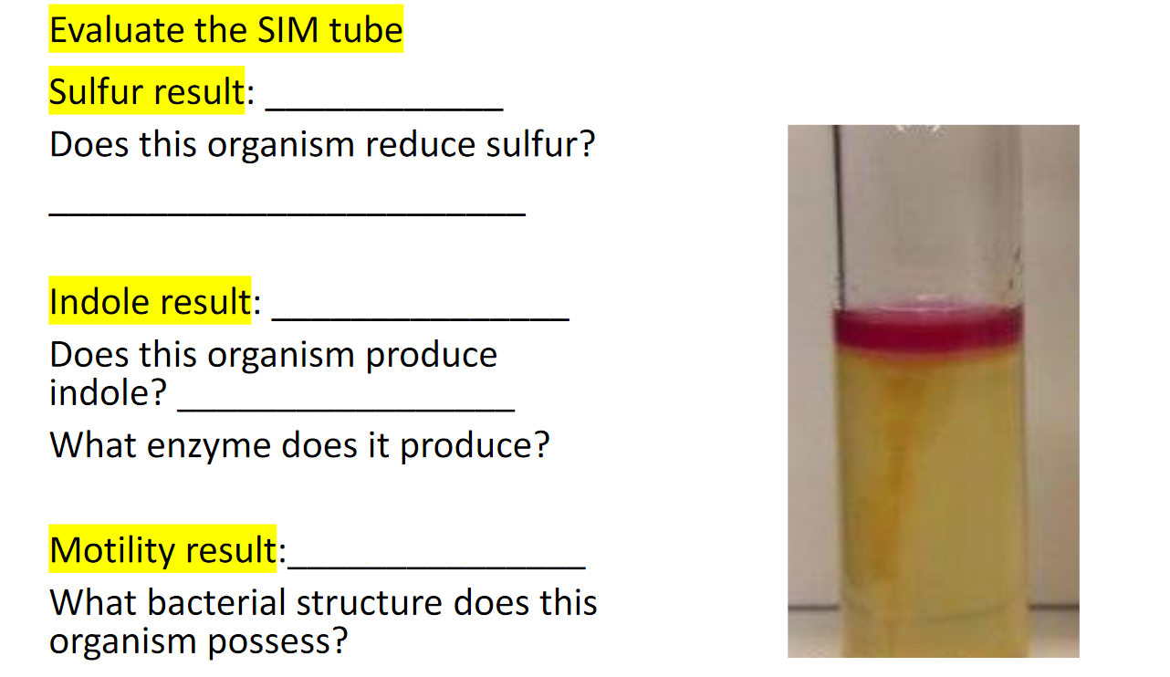 Solved Evaluate the SIM tube Sulfur result: Does this | Chegg.com