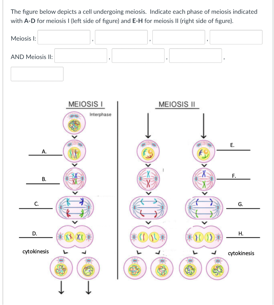 Solved The figure below depicts a cell undergoing meiosis. | Chegg.com
