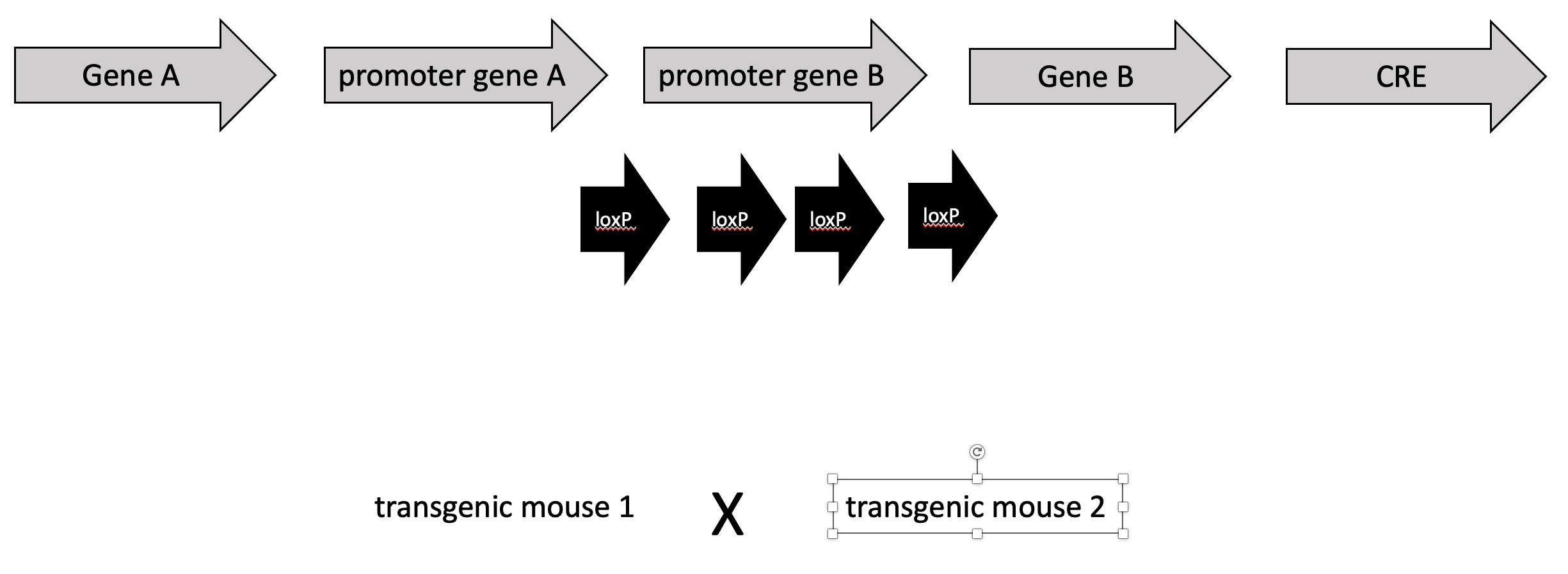 The gene related elements below create two transgenic | Chegg.com