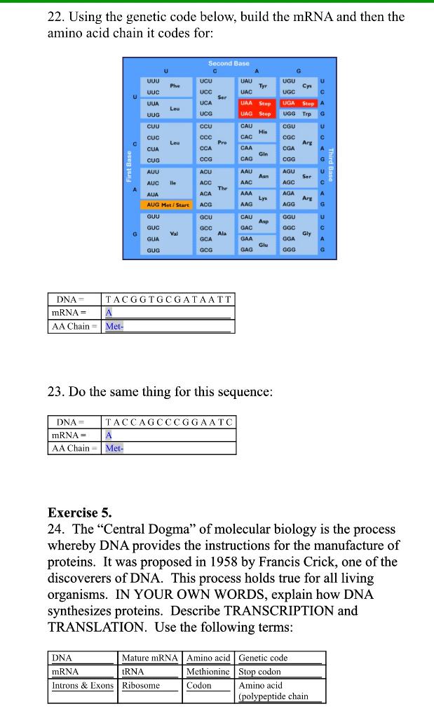 22. Using the genetic code below, build the mRNA and then the amino acid chain it codes for:
23. Do the same thing for this s