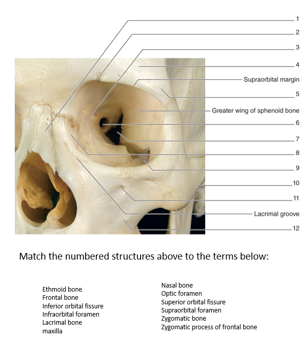 Solved Match the numbered structures above to the terms | Chegg.com