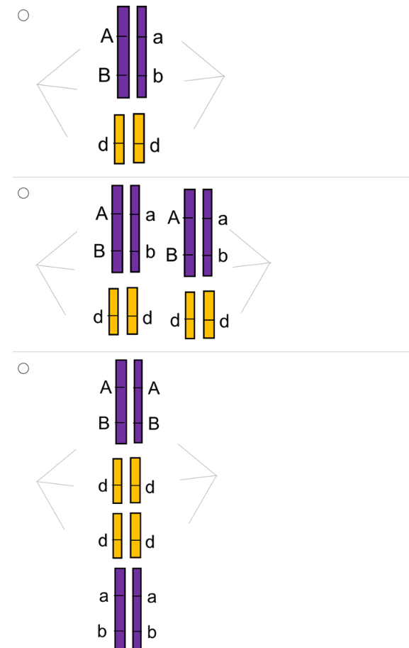 Below is a picture of a human somatic cell in G1; | Chegg.com