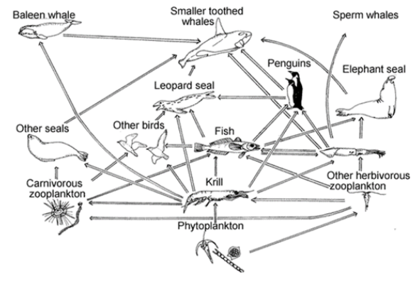 Solved What is the lowest possible trophic level of sperm | Chegg.com