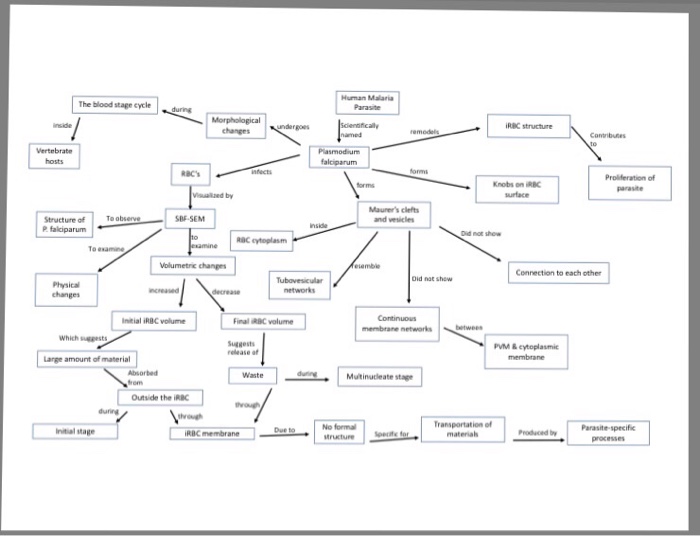 Regulation Of Gene Expression Concept Map