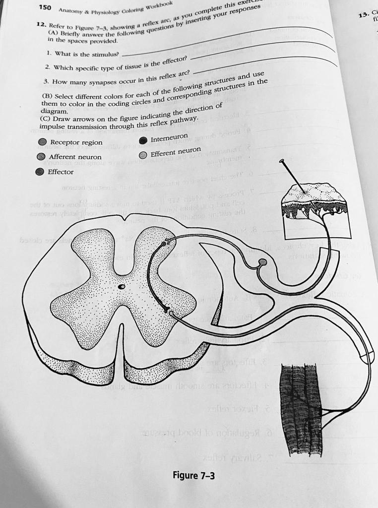 An American text-book of physiology . Fig. 219.Diagram explaining