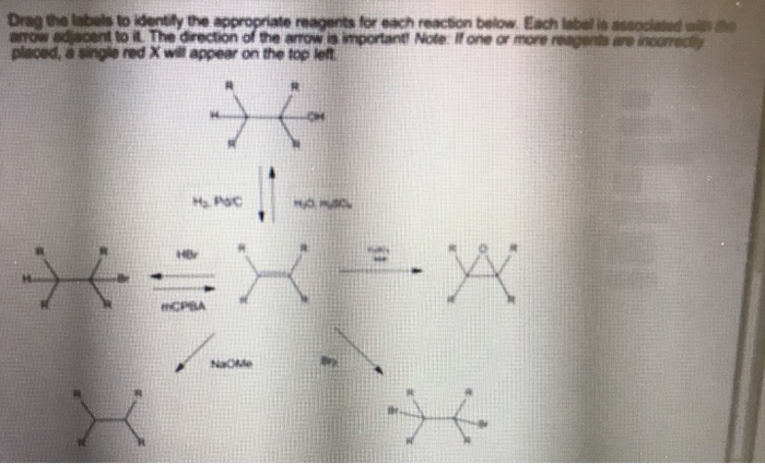 Solved Drag the labels to identily the O dent to it The | Chegg.com