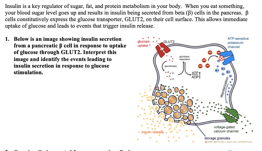 Solved Insulin Is A Key Regulator Of Sugar, Fat, And Protein | Chegg.com