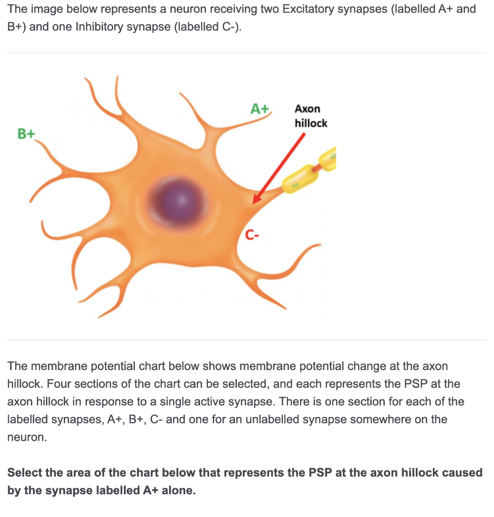 Solved The image below represents a neuron receiving two | Chegg.com