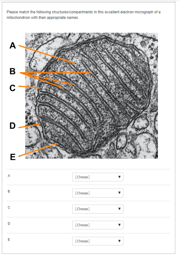 Solved Which of the following cellular compartments is | Chegg.com