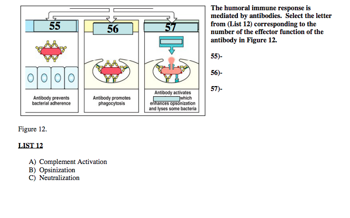 Solved The humoral immune response is mediated by | Chegg.com