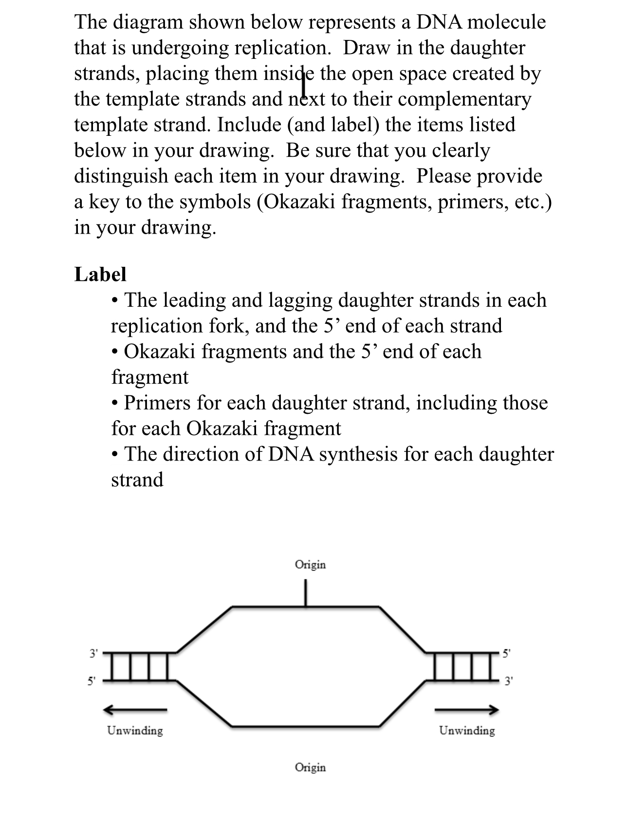 Solved The diagram shown below represents a DNA molecule | Chegg.com
