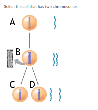 Solved Select the cell that has two chromosomes. A 8 | Chegg.com