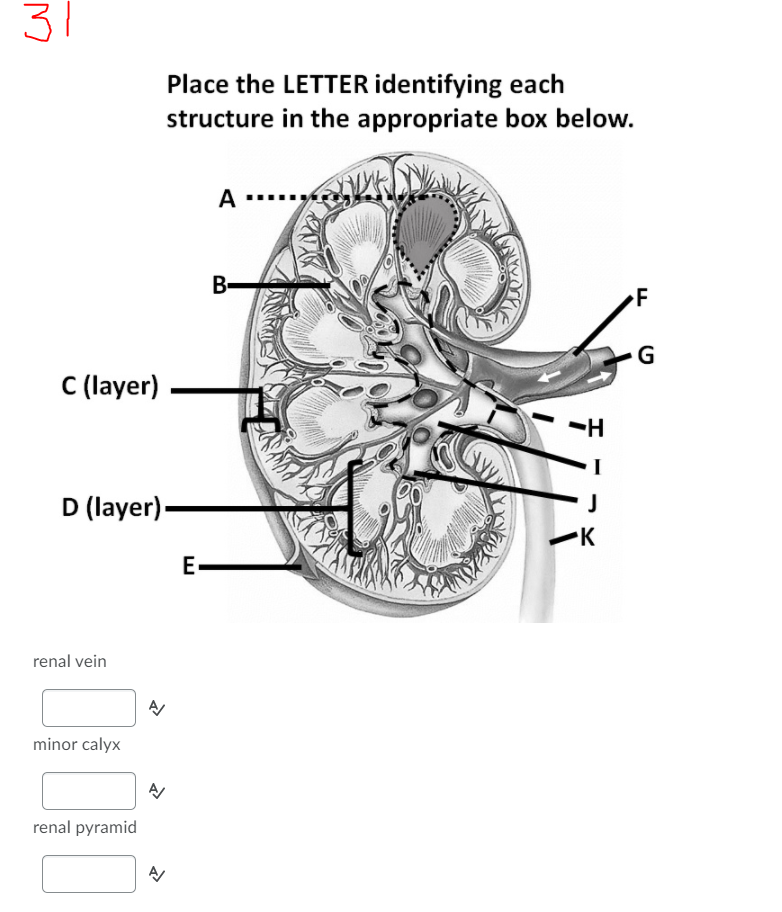 Solved 31 Place the LETTER identifying each structure in the | Chegg.com
