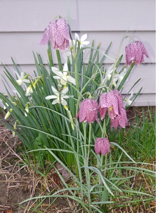 solved-what-kind-of-flowers-are-these-found-in-a-garden-in-chegg