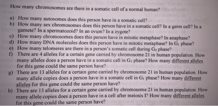 Solved How many chromosomes are there in a somatic cell of a | Chegg.com