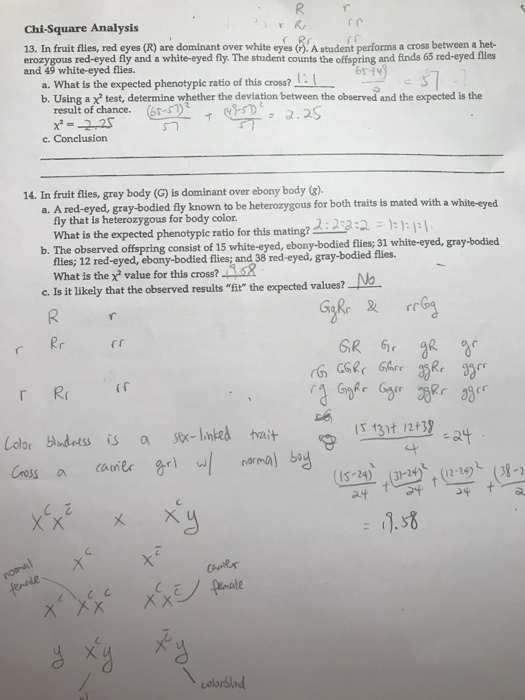 Solved ChiSquare Analysis 13. In fruit flies, red eyes (R)