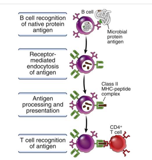 Solved Functional consequences of antigen receptor-mediated | Chegg.com