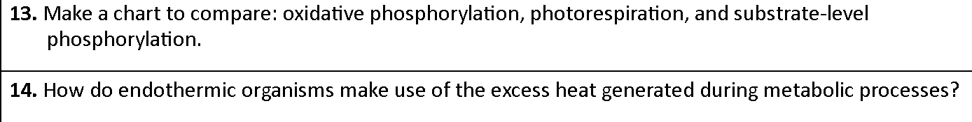 oxidative-phosphorylation-worksheet-answers-pogil