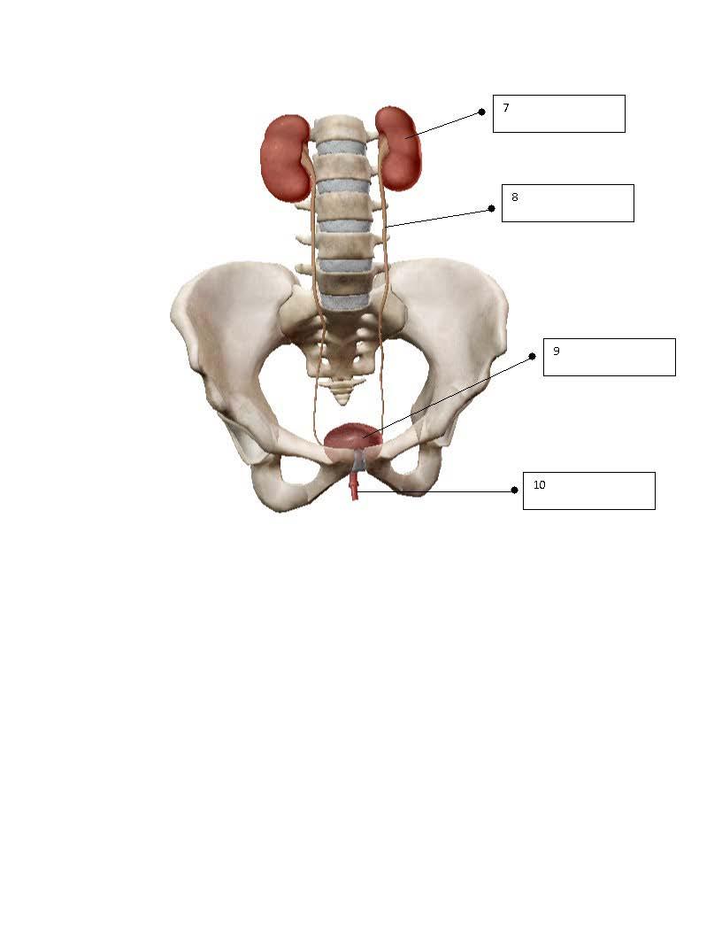 assignment of kidney