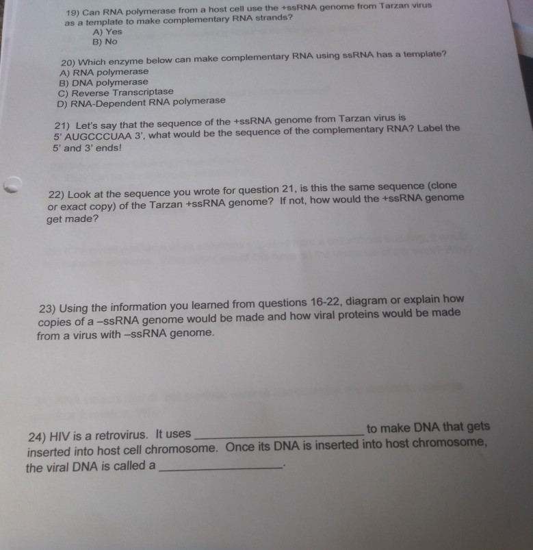 Solved 19) Can RNA polymerase from a host cell use the SSRNA | Chegg.com