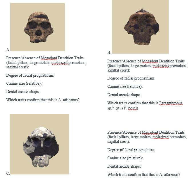 A. Presence/Absence of Megadant Dentition Traits | Chegg.com