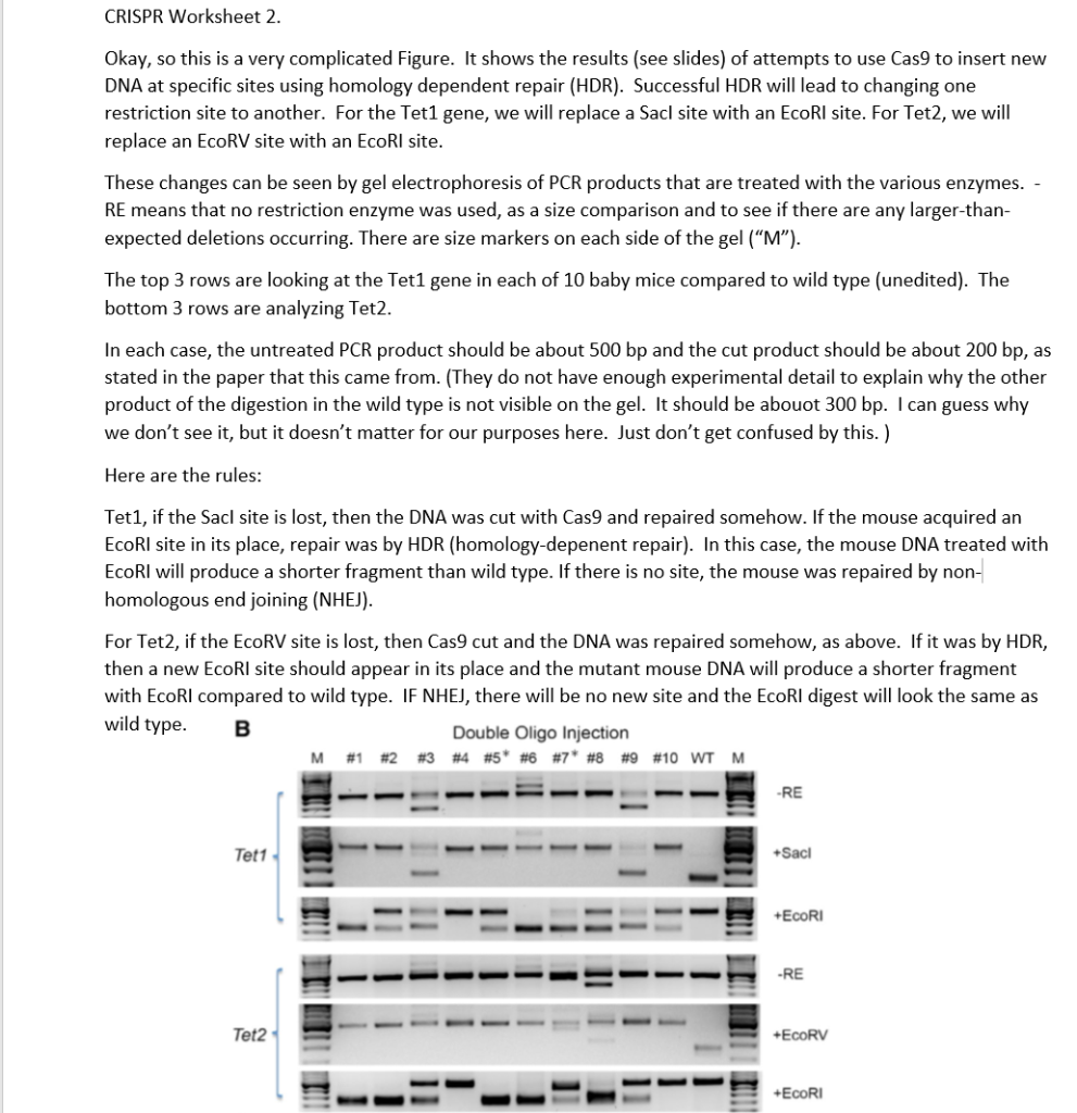 crispr-cas9-worksheet-free-download-gmbar-co