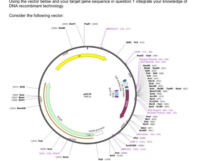 Solved Using the vector below and your target gene sequence | Chegg.com