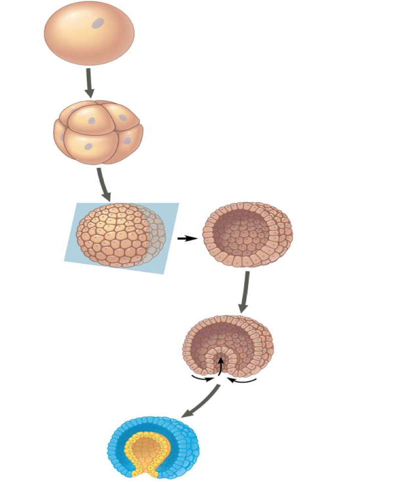 Solved Summarize the main stages of animal Development. | Chegg.com