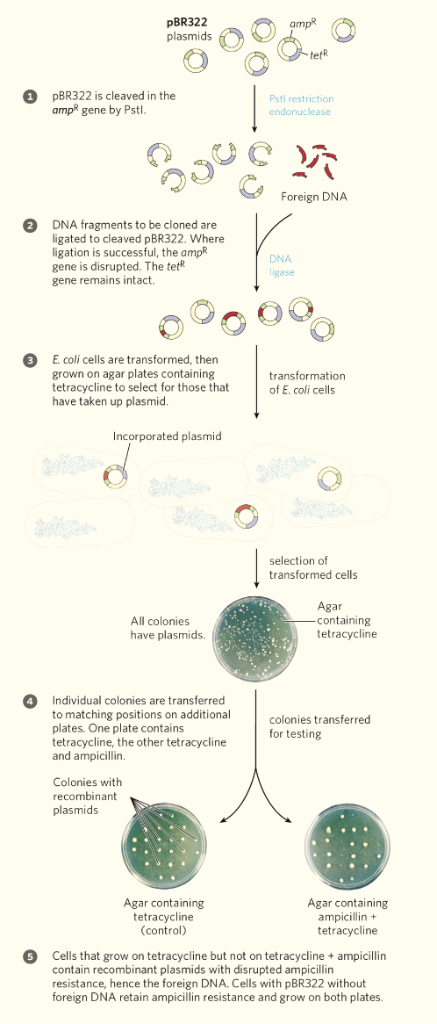 Solved Figure 9-4 describes the cloning of a foreign DNA | Chegg.com