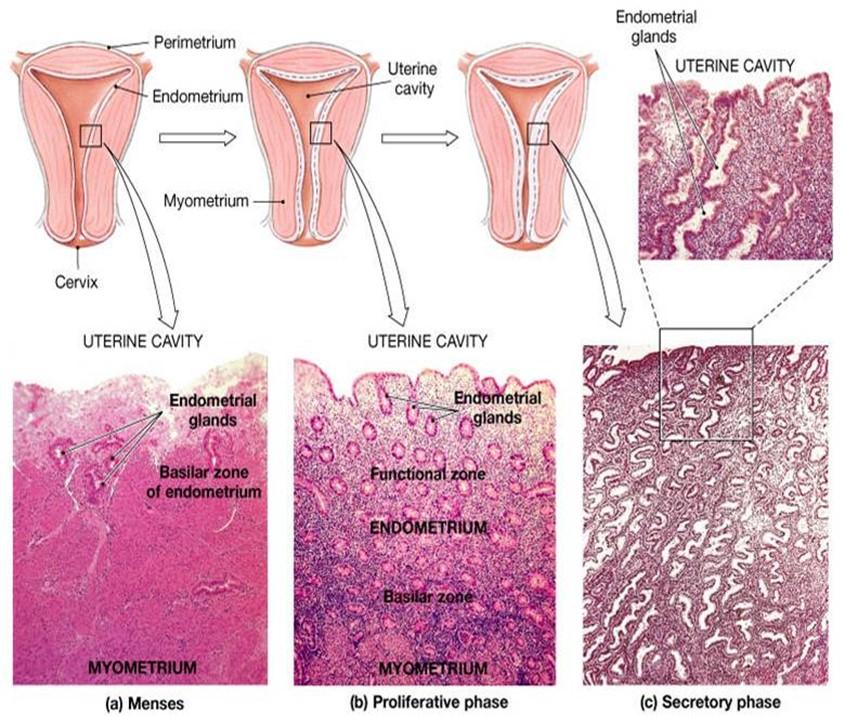 Solved Three Phase Of The Uterine Cycle Notice The Chegg