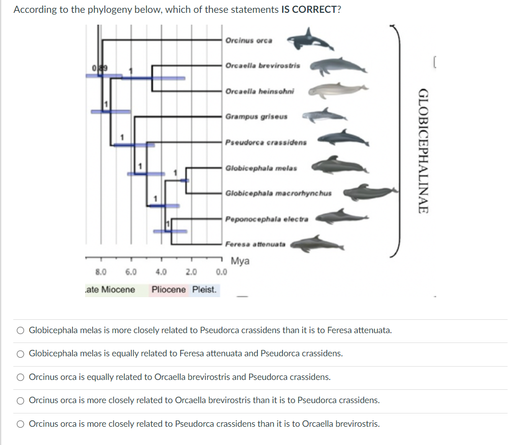 Caelidracones, Breviquartossa and Lophocratia are all node-based clades