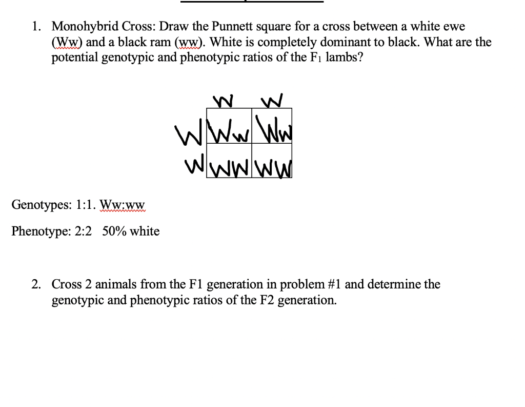 Solved Monohybrid Cross Draw The Punnett Square For A Chegg Com