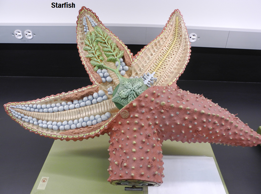 Solved Starfish | Chegg.com
