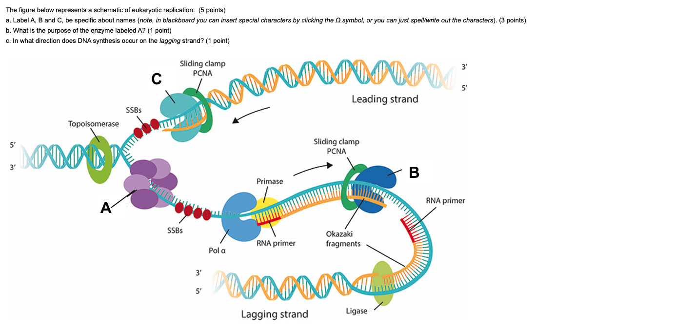 Solved The figure below represents a schematic of eukaryotic | Chegg.com