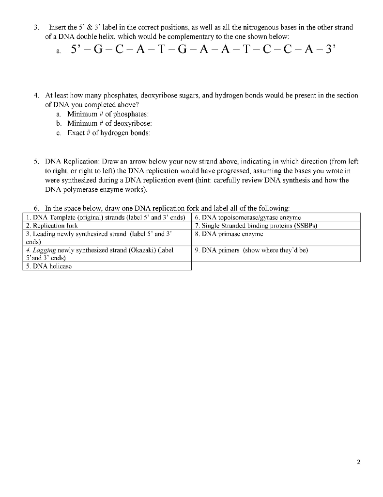 Solved Homework# 6-DNA Structure and Replication Review Name | Chegg.com