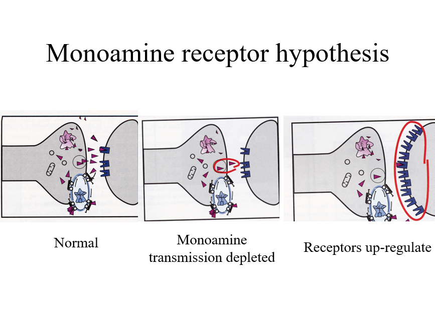 def of monoamine hypothesis