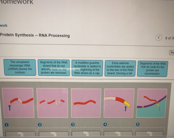 Solved omeWork work Protein Synthesis -RNA Processing 8 of 3 | Chegg.com