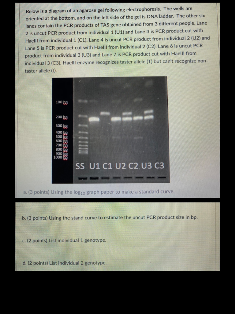 Below Is A Diagram Of An Agarose Gel Following | Chegg.com