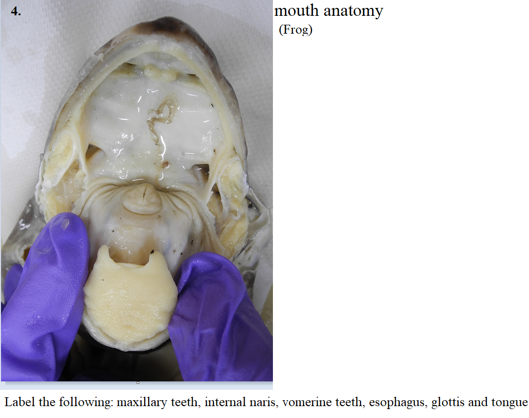Solved mouth anatomy (Frog) Label the following: maxillary | Chegg.com