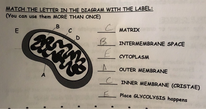 Solved MATCH THE LETTER IN THE DIAGRAM WITH THE LABELi (You | Chegg.com