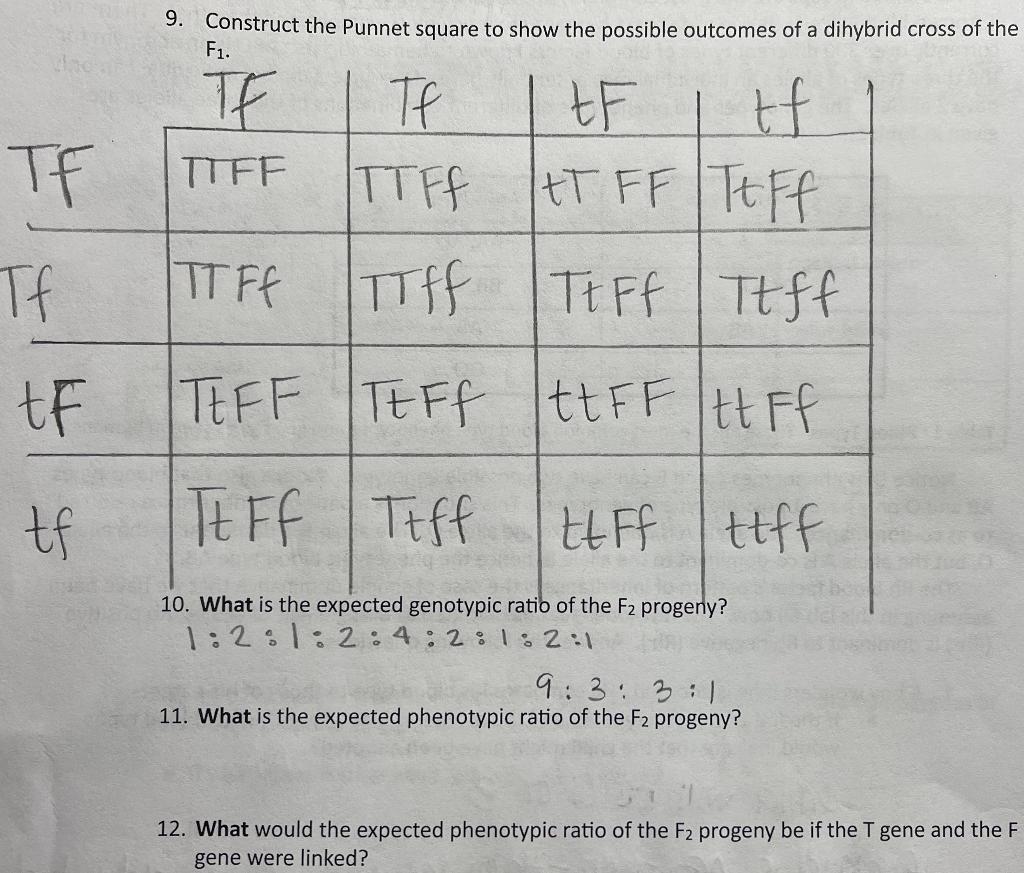 Solved 10. What is the expected genotypic ratio? 11. What is | Chegg.com