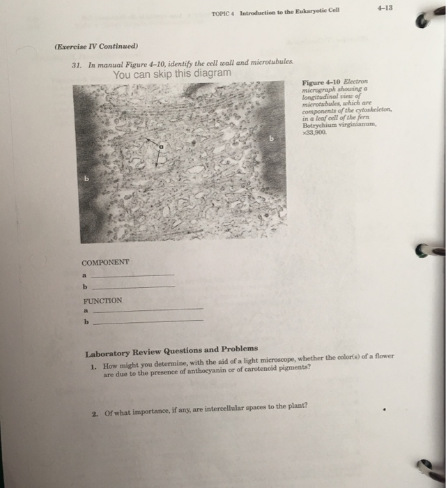 Solved TOPIC 4 Introduction to the Eukaryotic Cell 4-13 | Chegg.com