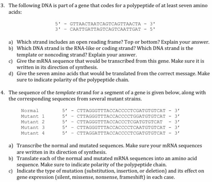 Solved 3. The following DNA is part of a gene that codes for | Chegg.com