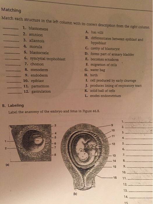 Solved Matching Match each structure in the left column with | Chegg.com