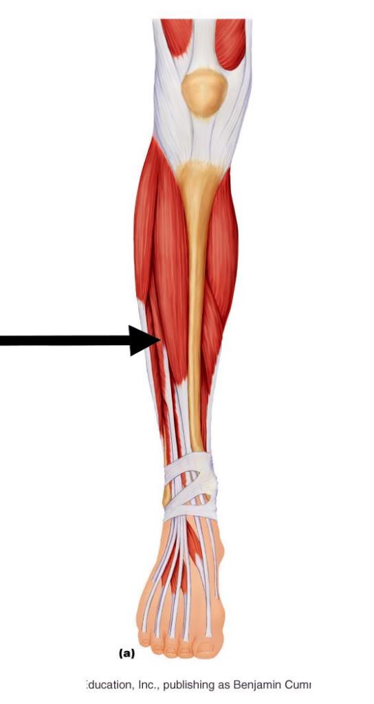 anterior leg muscles unlabeled