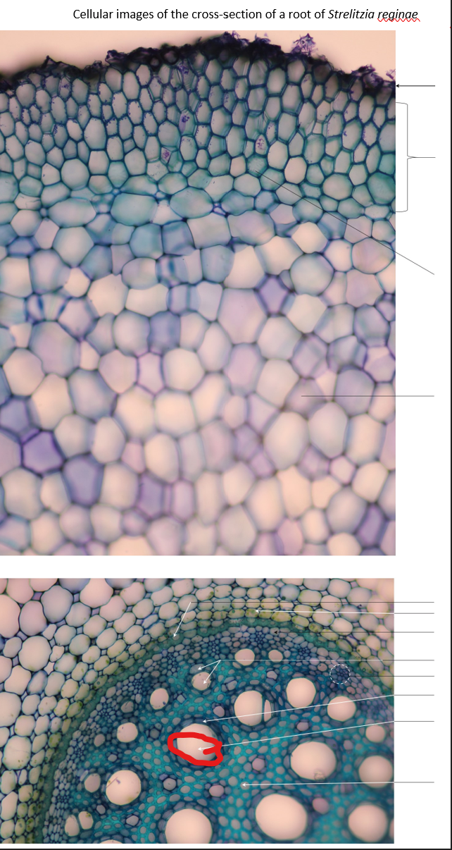 Solved label the arrows/lines of the cellular cross-section | Chegg.com