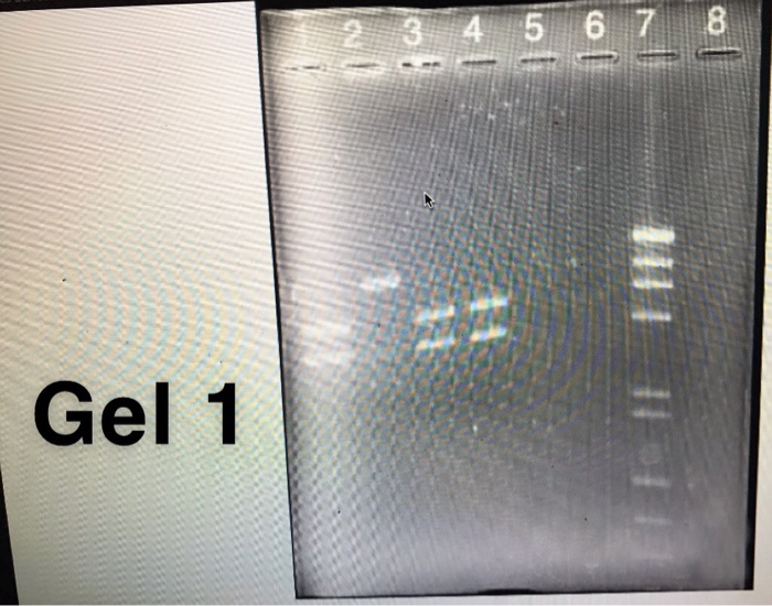 Solved 1. Examine The Picture Of Your Stained Agarose Gel. | Chegg.com