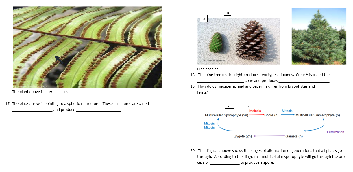 Solved B A James P Basen Pine Species 18 The Pine Tree On Chegg Com