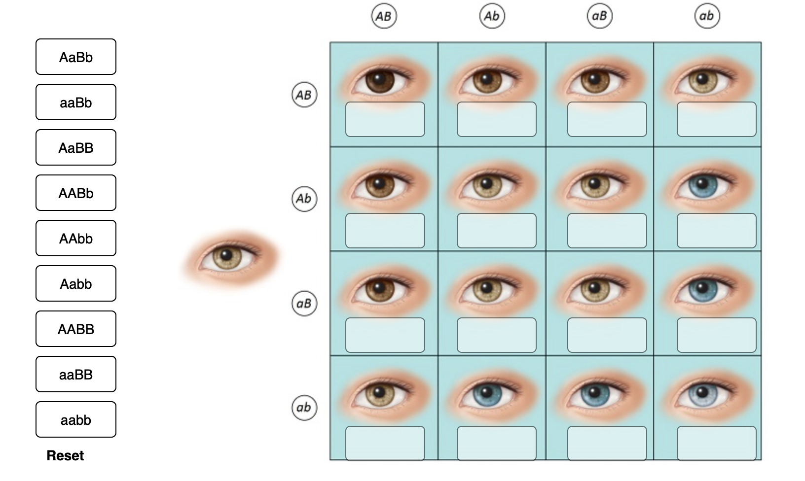 punnett square calculator eye color