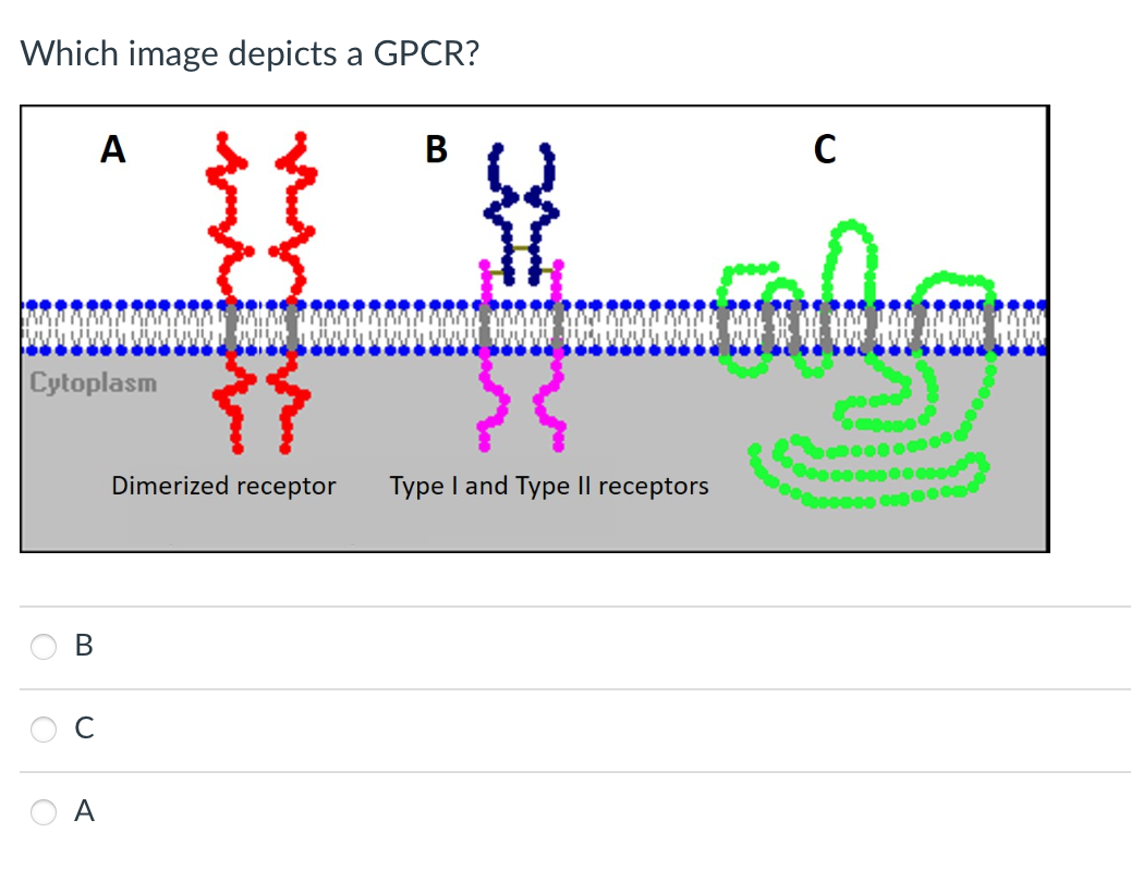 Solved Which image depicts a GPCR? B C A | Chegg.com